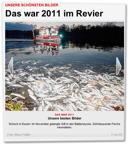 Schock in Essen: Im November gelangte Gift in den Baldeneysee. Zehntausende Fische verendeten.