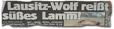 Lausitz-Wolf reißt süßes Lamm!